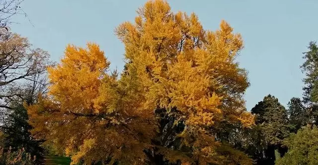 梁朝伟主演《寂静的朋友》入围威尼斯主竞赛，银杏树串联三世纪科研者叙事 | 资讯配图